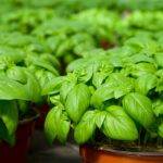 Busuioc pentru protectie energetica